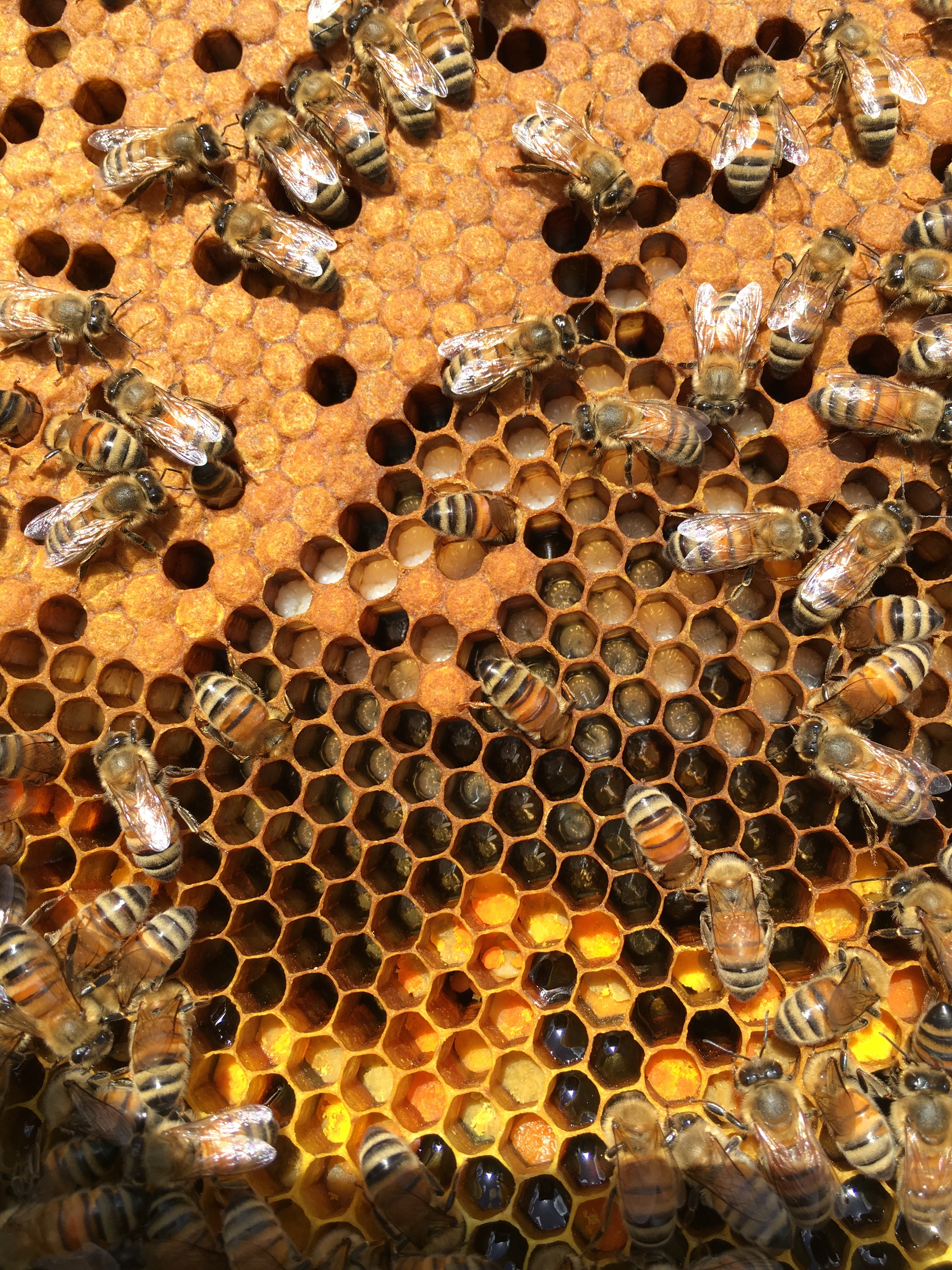 brood pattern with pollen border