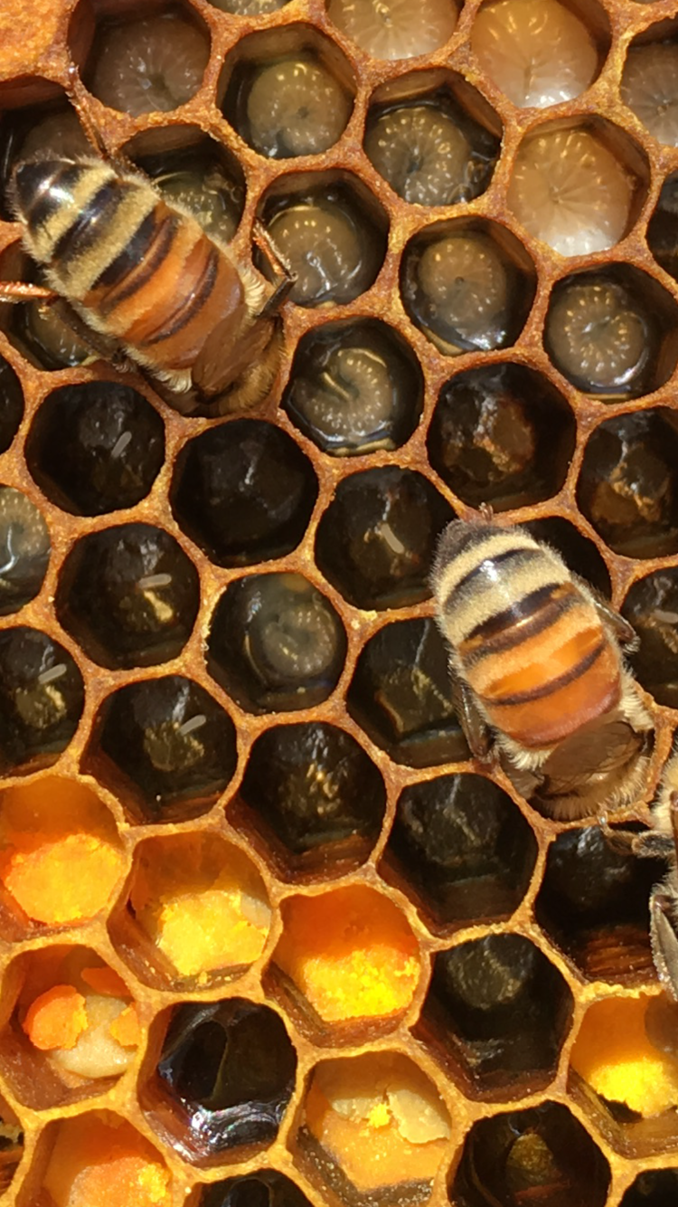 eggs and young larvae