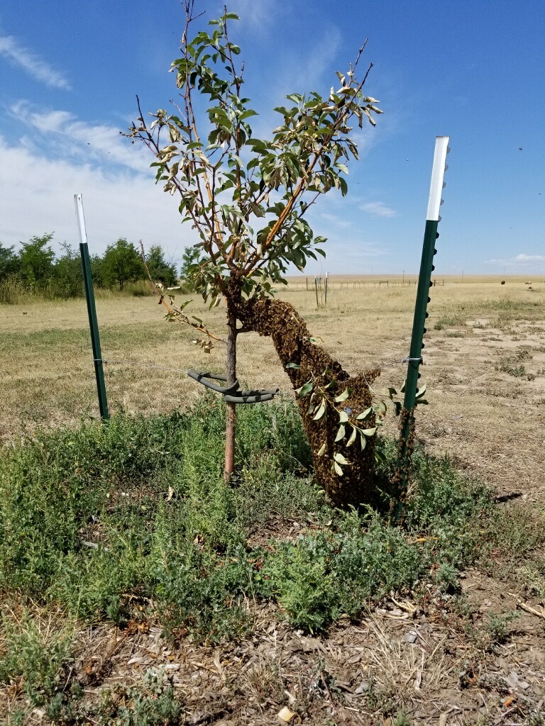 swarm on tree