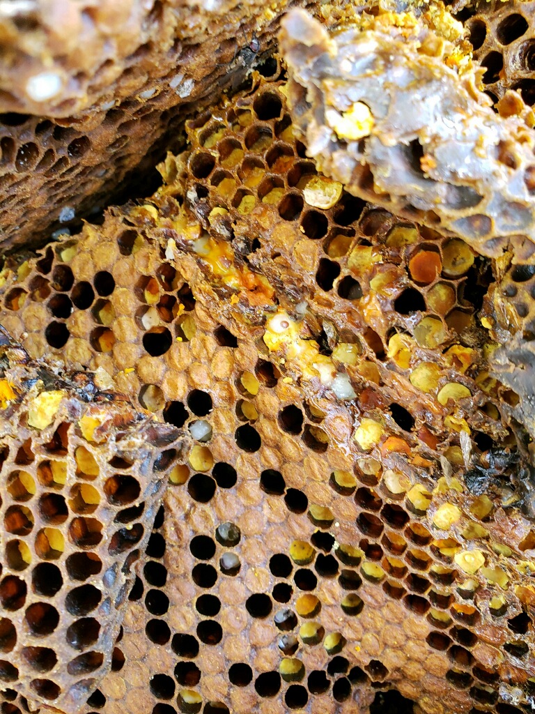 comb with mite